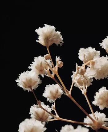 jocelyn-morales-j4ptdc6rt-a-unsplash-crp